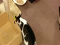 猫カフェ ミューキーズ　"ひよこアタック！！"