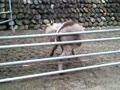 ウマ年だけど、主役はロバ？